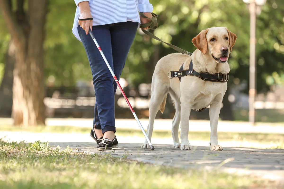 Image show a patient with a guide dog walking in a park